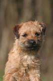 BORDER TERRIER 145